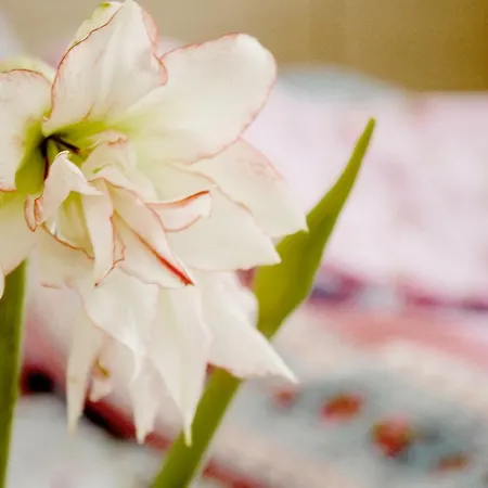 Διαμέρισμα Architectural Loft *