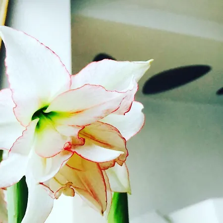 Διαμέρισμα Architectural Loft Σόφια